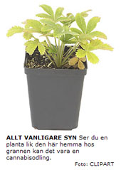 Aftonbladet cannabis