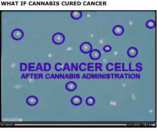 cannabis cancer cure