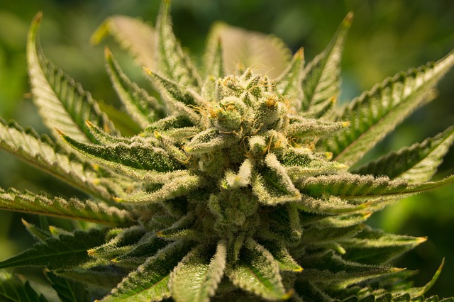 Cannabis frö blomma